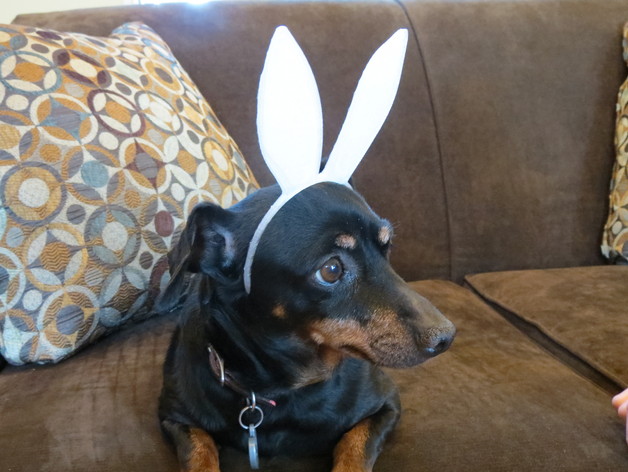 Pet-Sized Bunny Ears