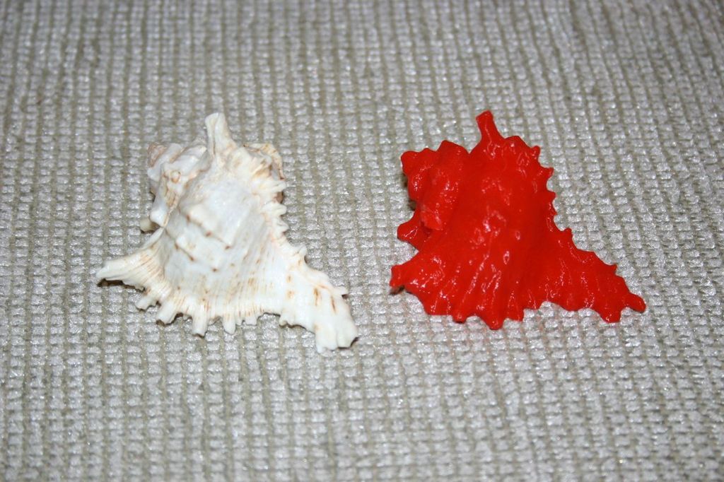 Seashell