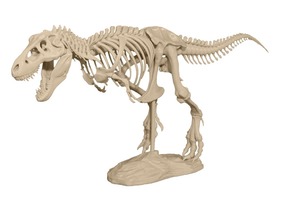 T Rex Skeleton By Makerbot Thingiverse - t rex skeleton torso roblox