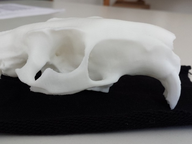 Skull of a nutria (Myocastor copypus)
