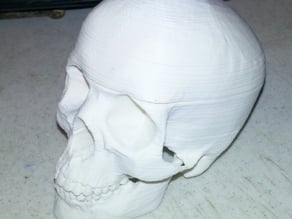 Sliced Human Skull with Mandible and Teeth