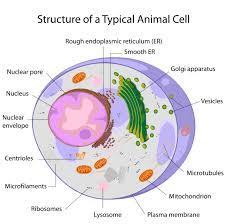 Cell Model