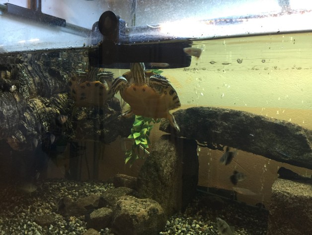 Water turtle food bowl for aquarium