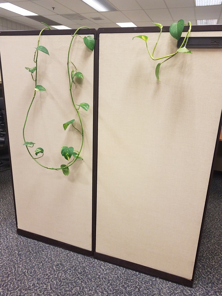 Cubical Vine Hanger for Plants