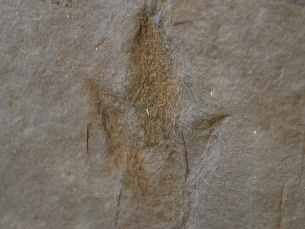 Dinosaur Footprint Fossil