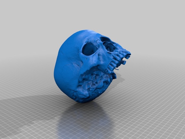 Human Skull (3D Scanned)