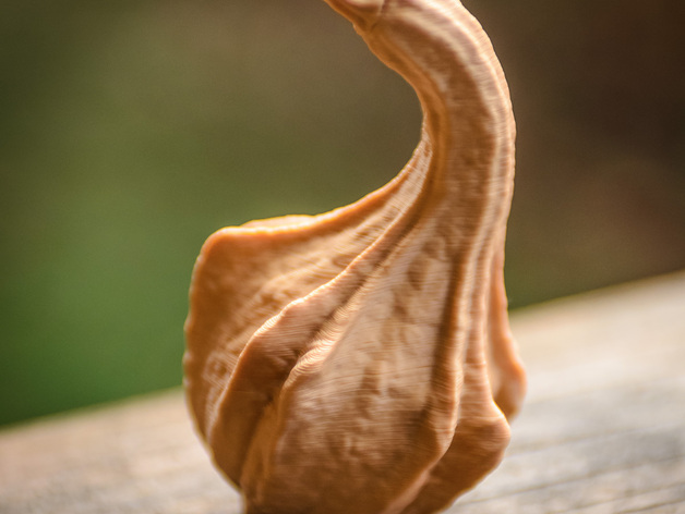 Winged Gourd