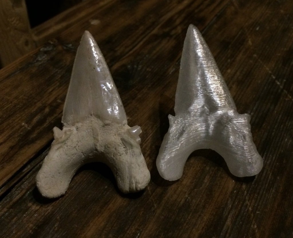 Prehistoric Shark Tooth (Fossil)
