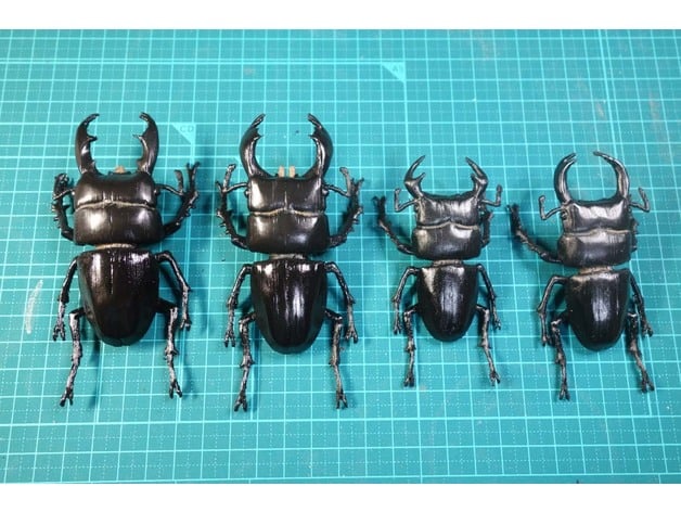 Dorcus by dendeba - Thingiverse