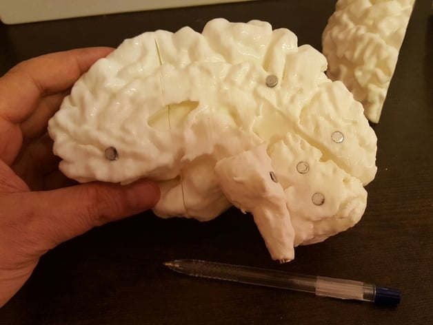 7 Piece Brain
