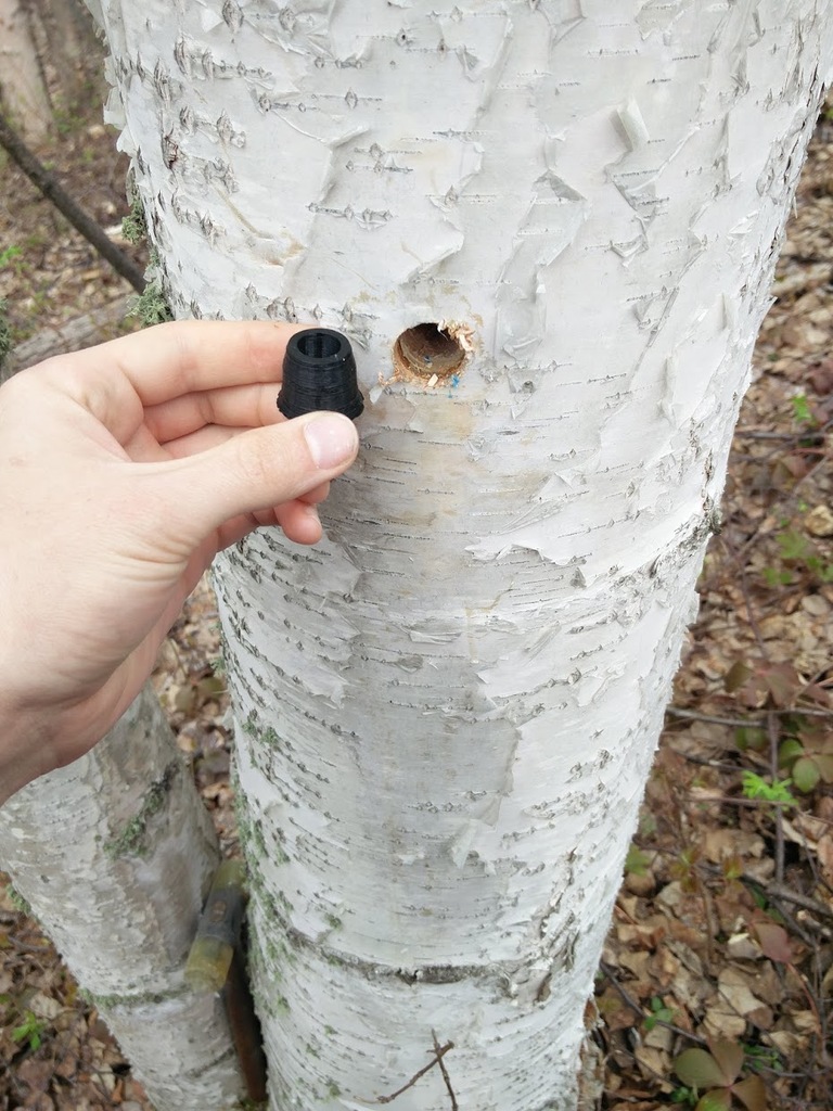 Tree Tap Plug  13/16in