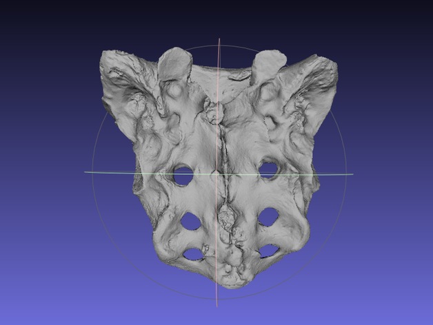 Human Skeleton Sacrum Bone, Real Anatomy Scan