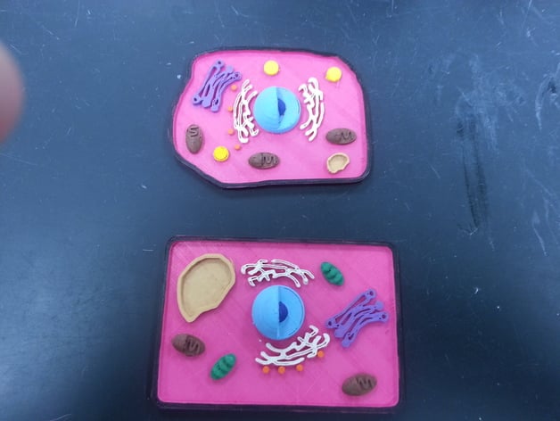 Animal and Plant Cell Construction Kit