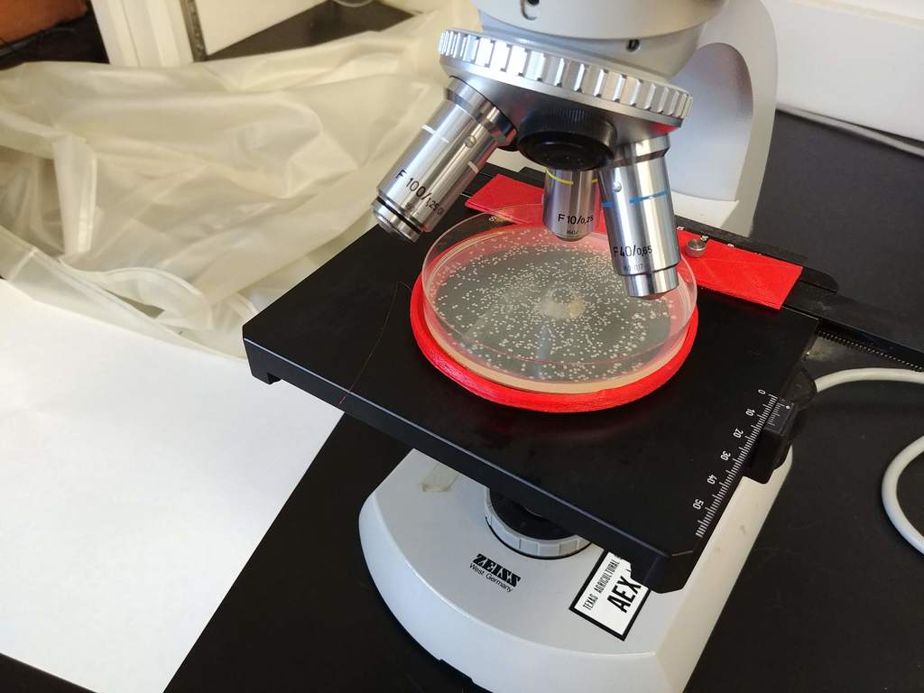 Microscope petri plate adapter