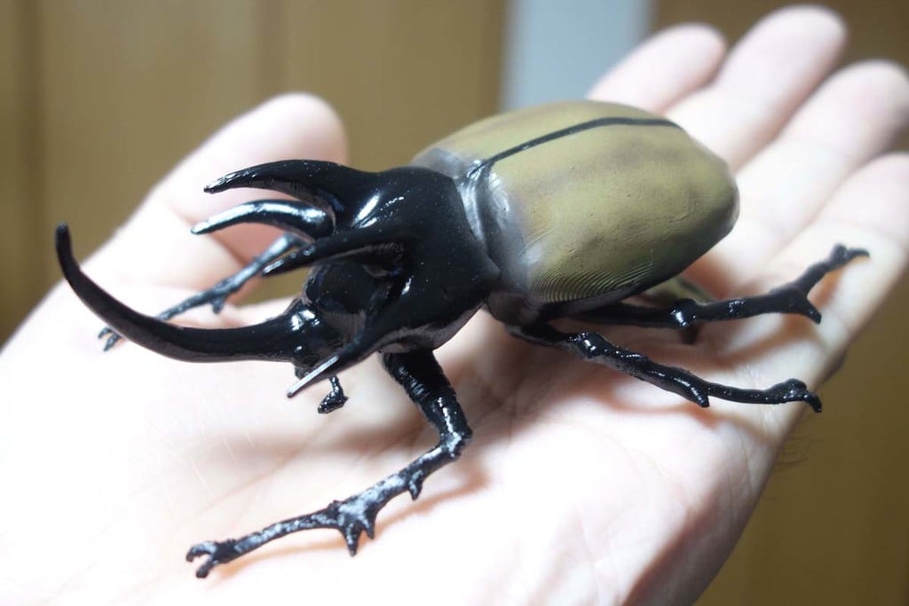 Fivehorned beetle (Eupatorus Gracilicornis)