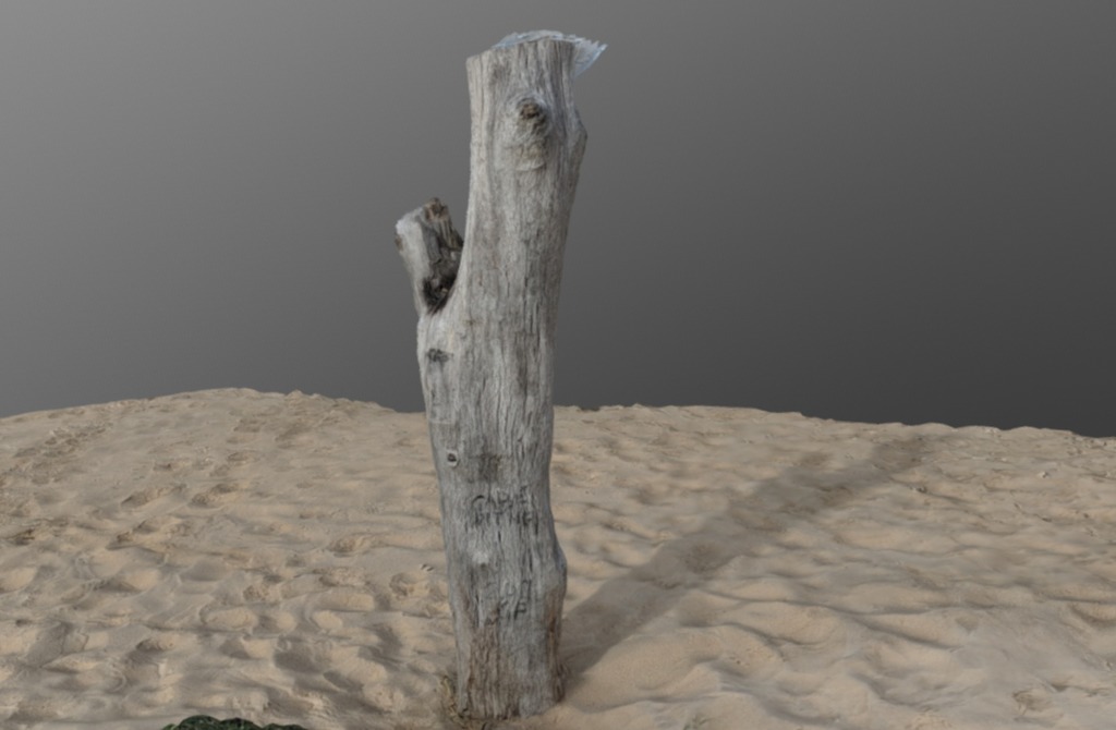 Tree Stump on the beach