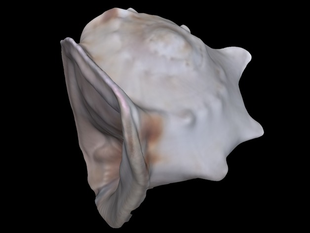Shell - 3D Scanned with Structure Sensor