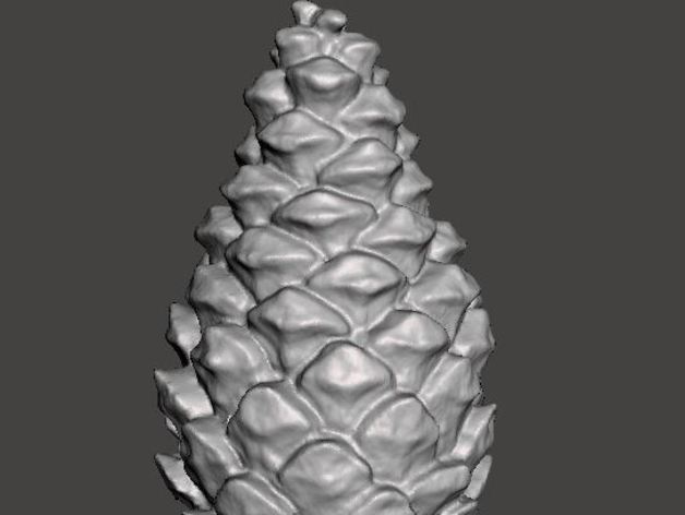 Pine cone 3D scan