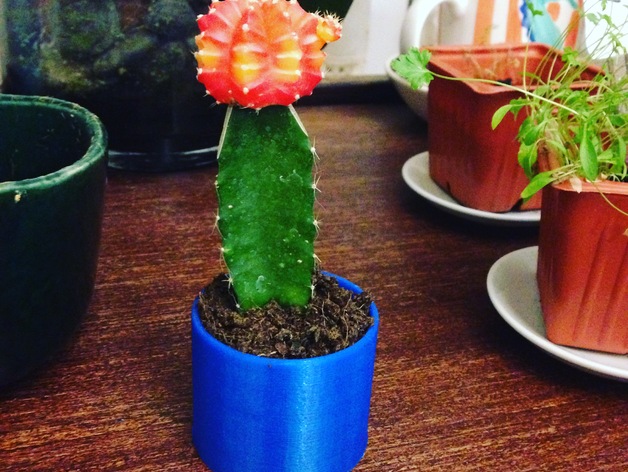 Cactus Planter