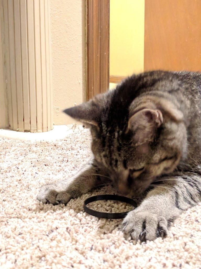 Cheapest Cat Toy - Ring