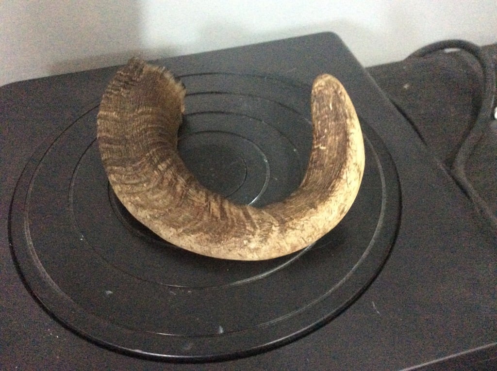 Ram's horn 3d scan