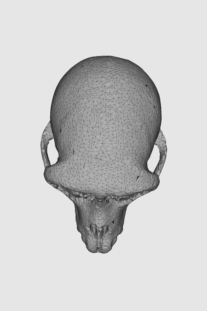 macaque monkey skull