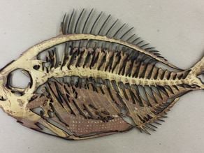 Laser cut fish