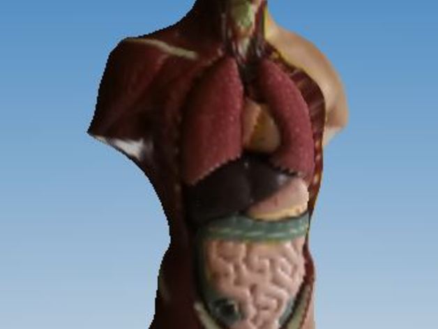 Digitized model of the human body with internal organs