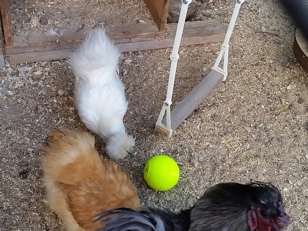 Chicken Toy Ball