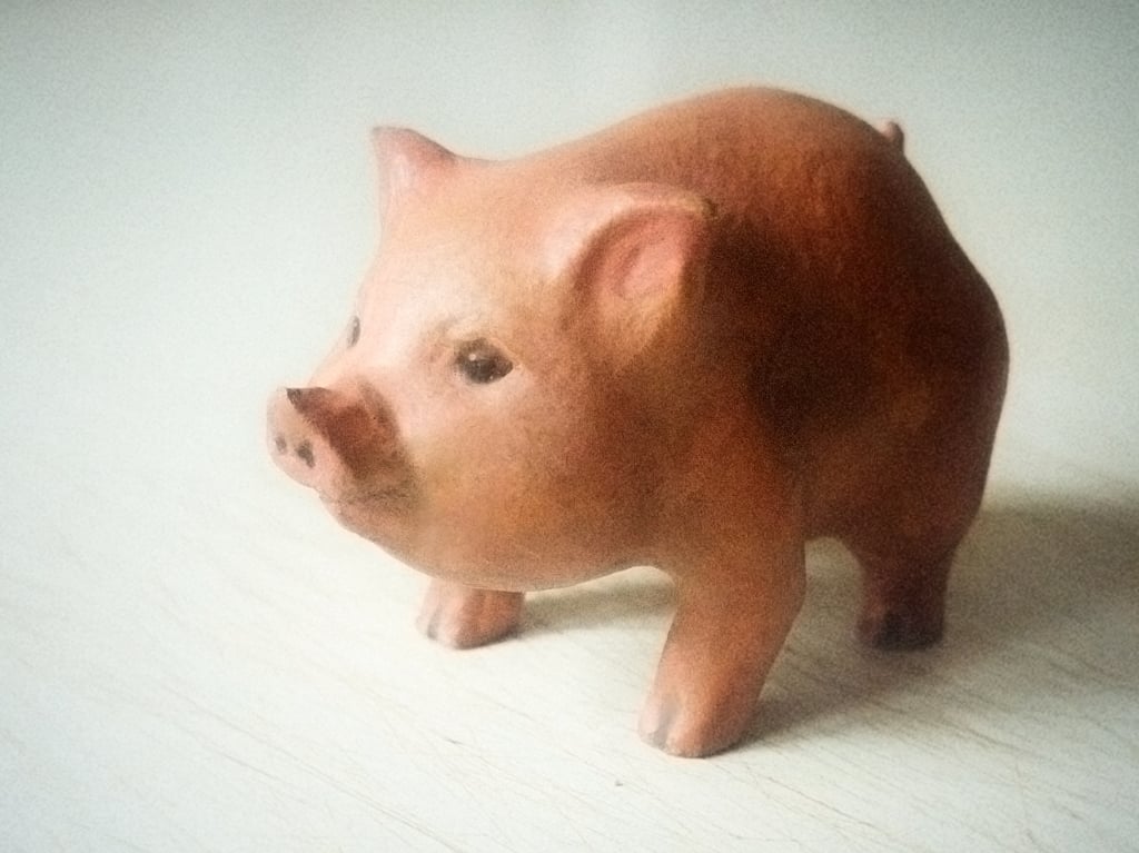 Cute Piggy Pig Swine