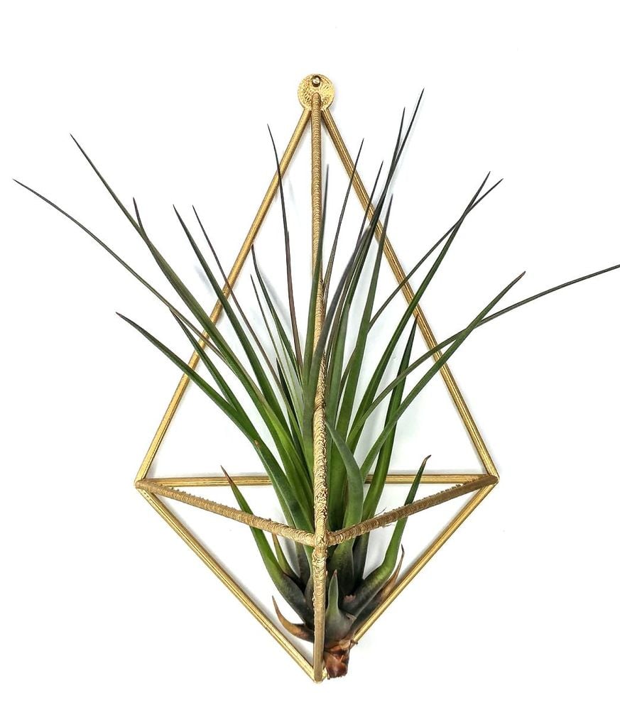 Air Plant wall mount - plant hanger