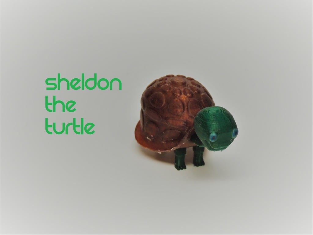 Sheldon the Turtle