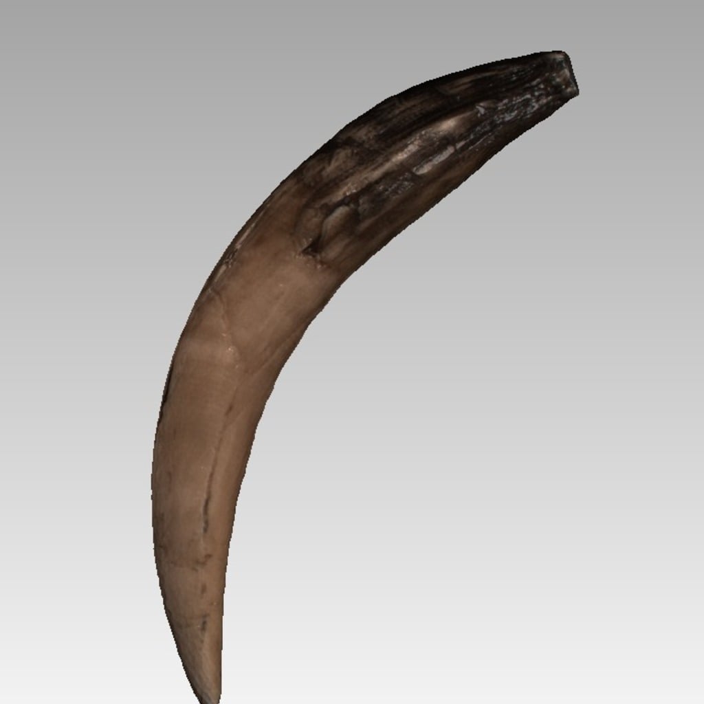 Saber tooth of Smilodon sp.