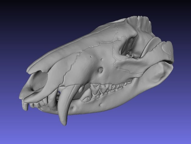 Skull of a virginia opossum