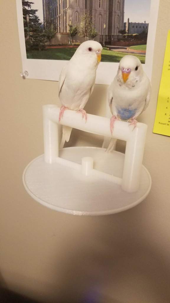 Modular Bird Perch for Walls
