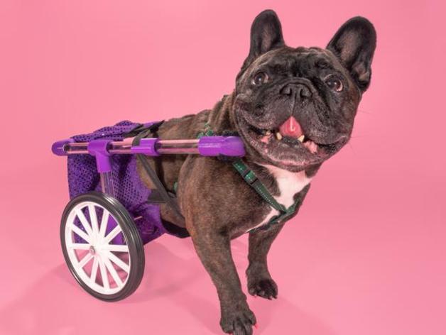Figo Dog Wheelchair