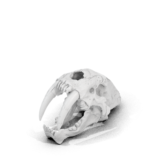 Saber-Toothed Cat Skull