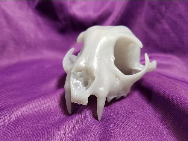 Real Bobcat Original Skull Scan Nextengine