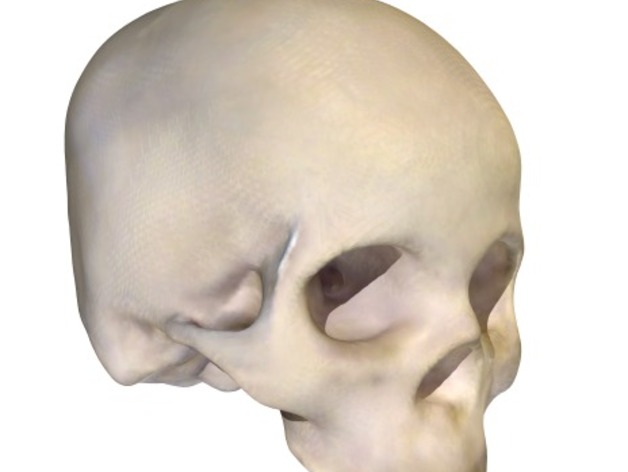 Homo Sapien Skull