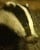badger