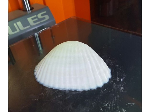 3D Seashell