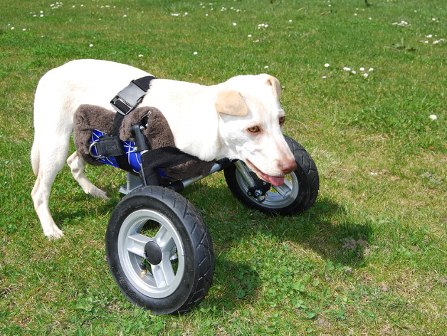 Adjustable Wheelchair for a handicapped puppy dog