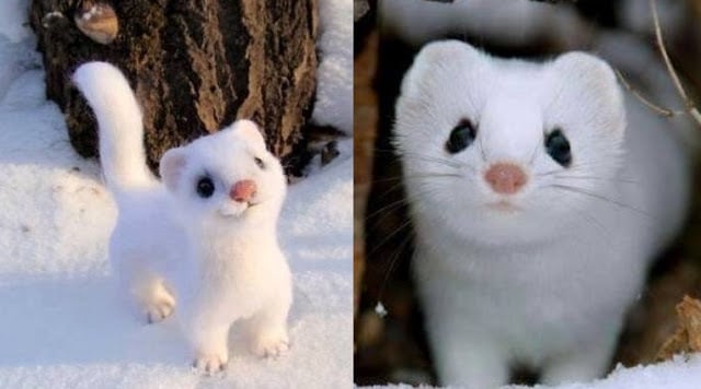 Snow-White Weasel