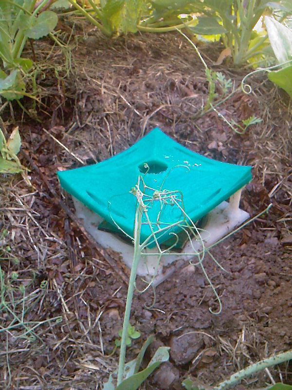 Slug and Snail Trap