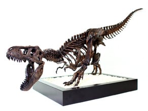 T-Rex Skeleton - Leo Burton Mount
